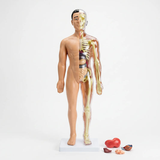 Anatomie Model Kinderen | Menselijk Lichaam Speelset | Educatief Speelgoed