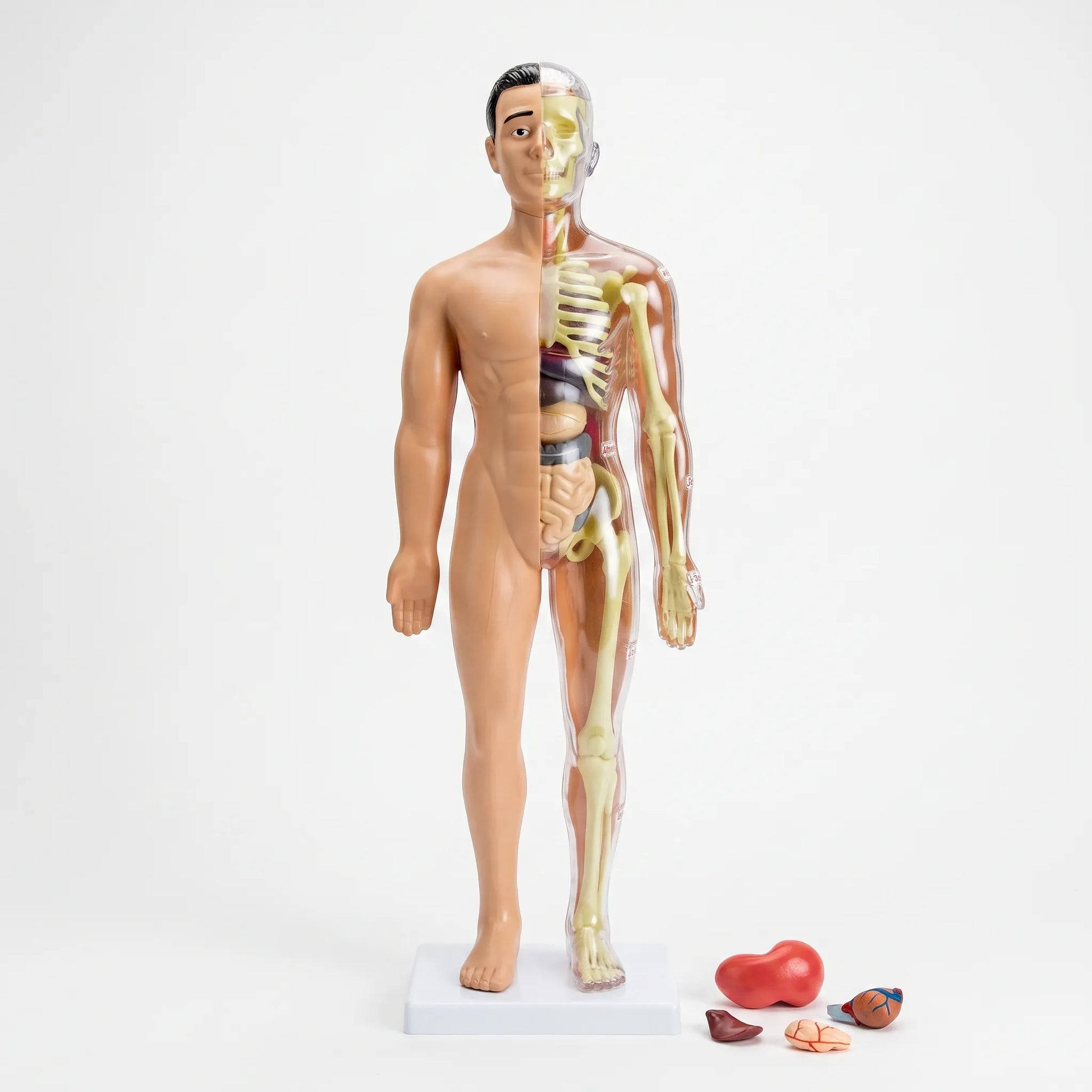 Anatomie Model Kinderen | Menselijk Lichaam Speelset | Educatief Speelgoed