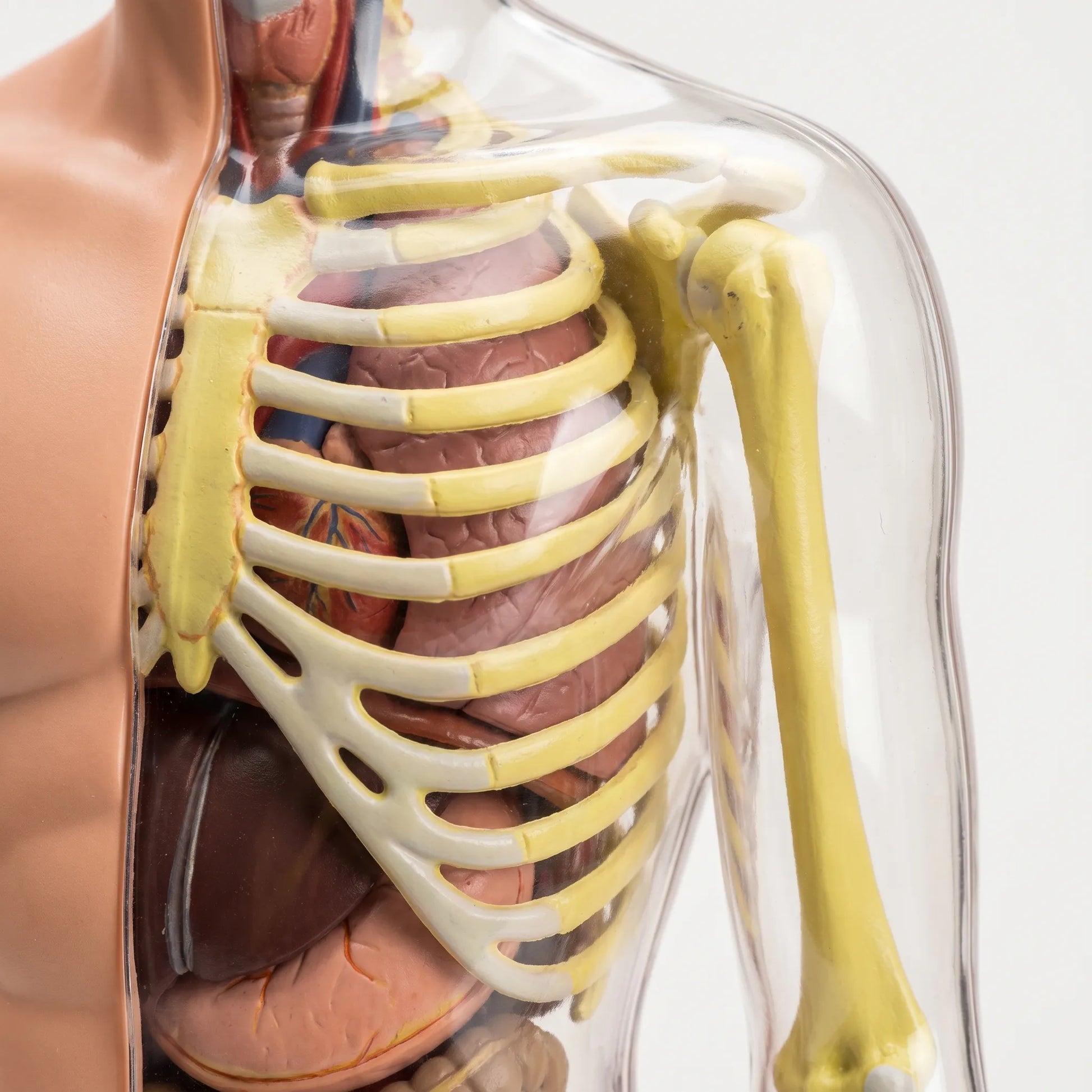 Anatomie Model Kinderen | Menselijk Lichaam Speelset | Educatief Speelgoed