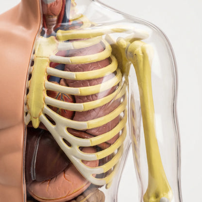 Anatomie Model Kinderen | Menselijk Lichaam Speelset | Educatief Speelgoed
