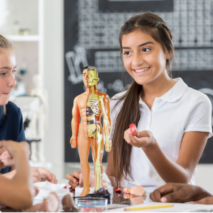 Anatomie Model Kinderen | Menselijk Lichaam Speelset | Educatief Speelgoed