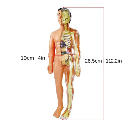 Anatomie Model Kinderen | Menselijk Lichaam Speelset | Educatief Speelgoed