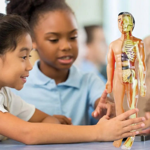Anatomie Model Kinderen | Menselijk Lichaam Speelset | Educatief Speelgoed