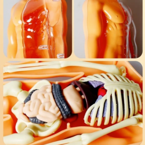 Anatomie Model Kinderen | Menselijk Lichaam Speelset | Educatief Speelgoed